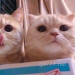 Avatar de Camila Reyes